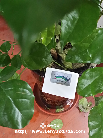 土壤湿度计的应用之幸福树.jpg