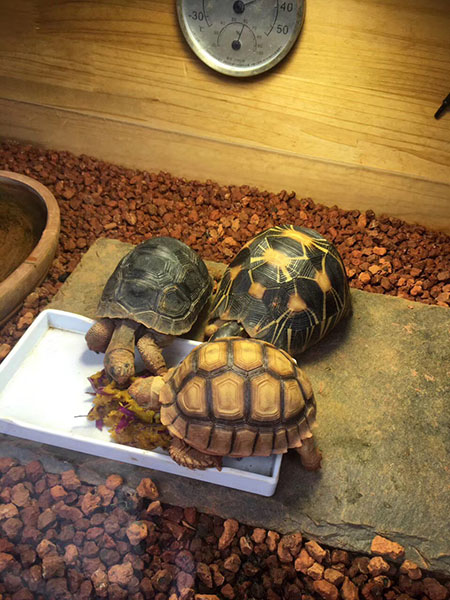 安哥洛卡象龟怎么养 (1).jpg