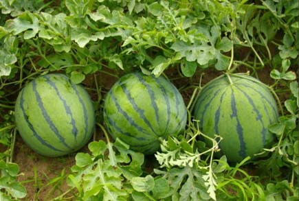 你知道西瓜的生长、食用、储存的最佳温度吗.JPG
