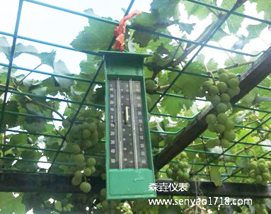 大棚蔬菜种植离不开大棚温度计